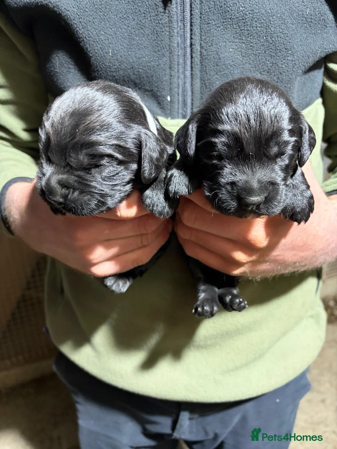 Cocker Spaniel dogs for sale: Working cocker spaniel puppy’s  - Advert 2