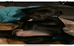 Mixed Breed dogs for sale: Patterjack cross Dachshund  - Image 15