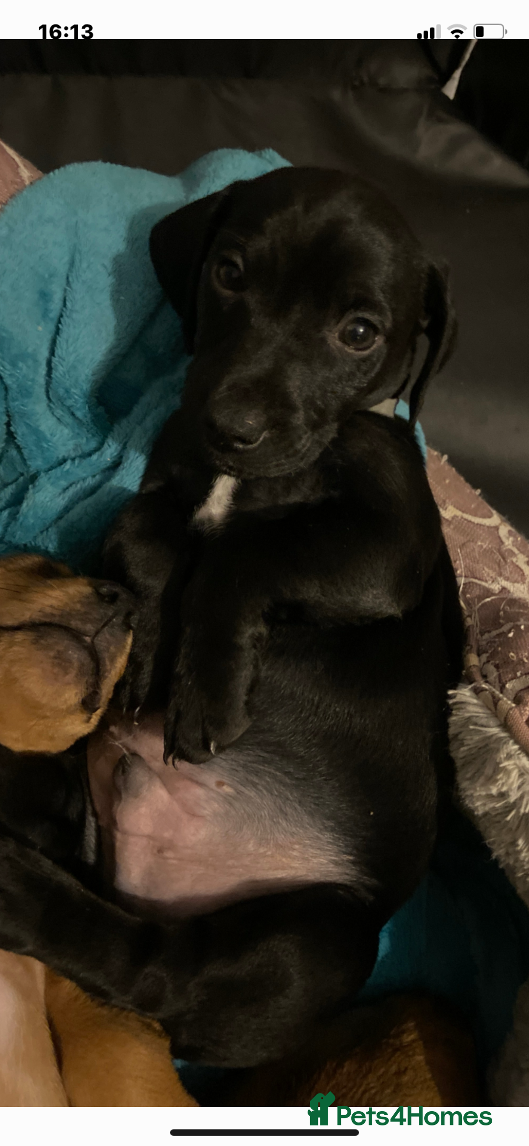 Mixed Breed dogs for sale: Patterjack cross Dachshund  - Image 15