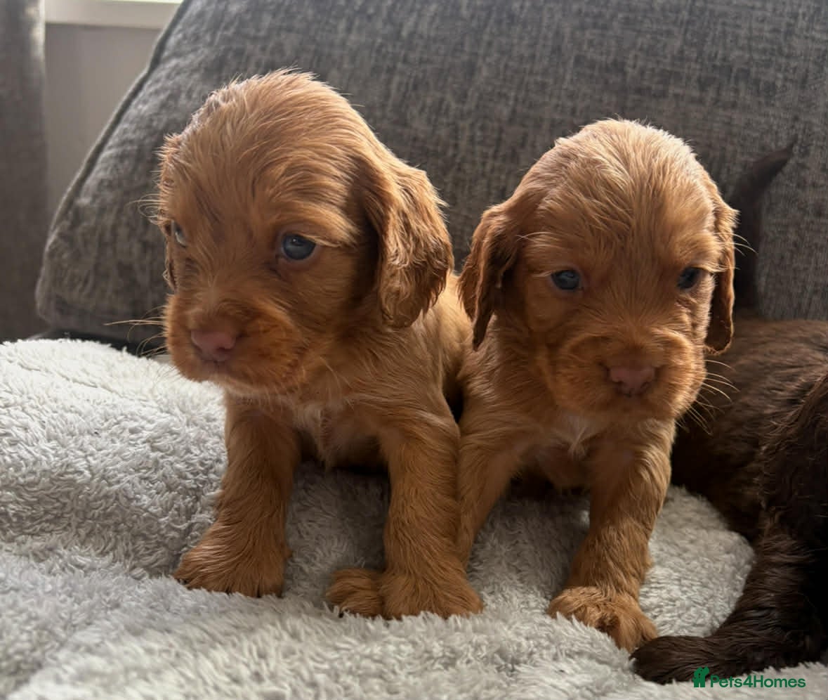 Cocker Spaniel dogs Gorgeous well bred cocker spaniels  - Advert 6