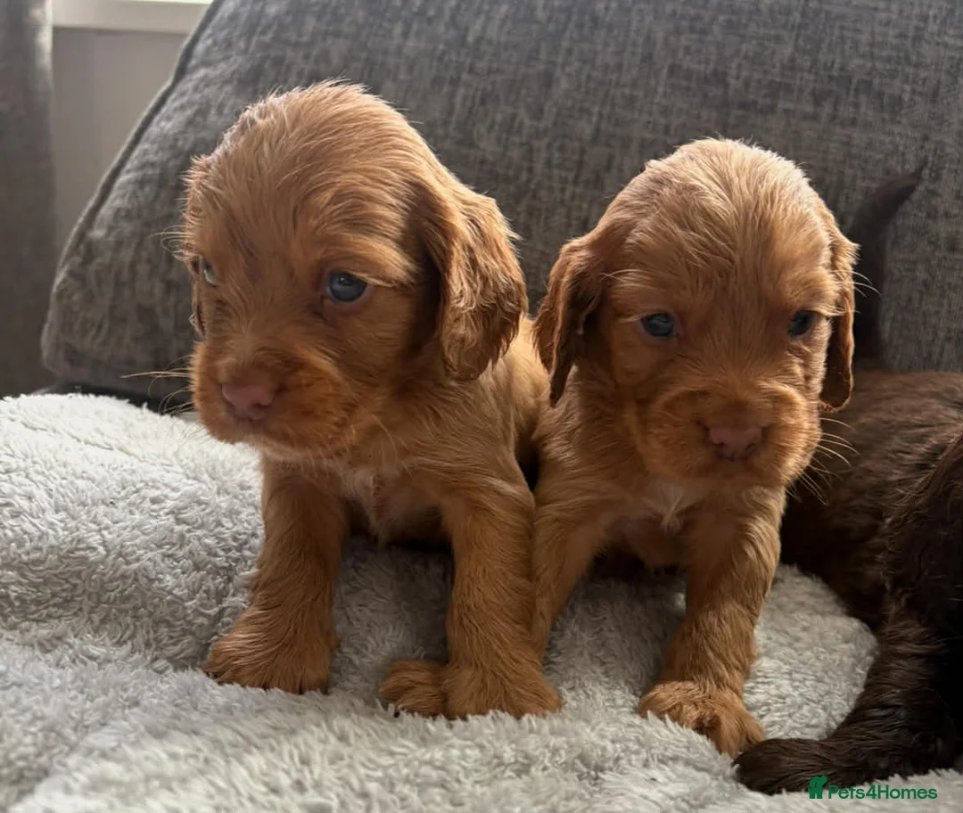 Cocker Spaniel dogs for sale: Gorgeous well bred cocker spaniels  - Advert 1