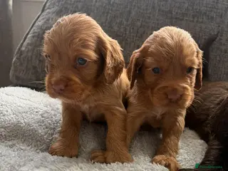 Cocker Spaniel dogs Gorgeous well bred cocker spaniels - Advert 6