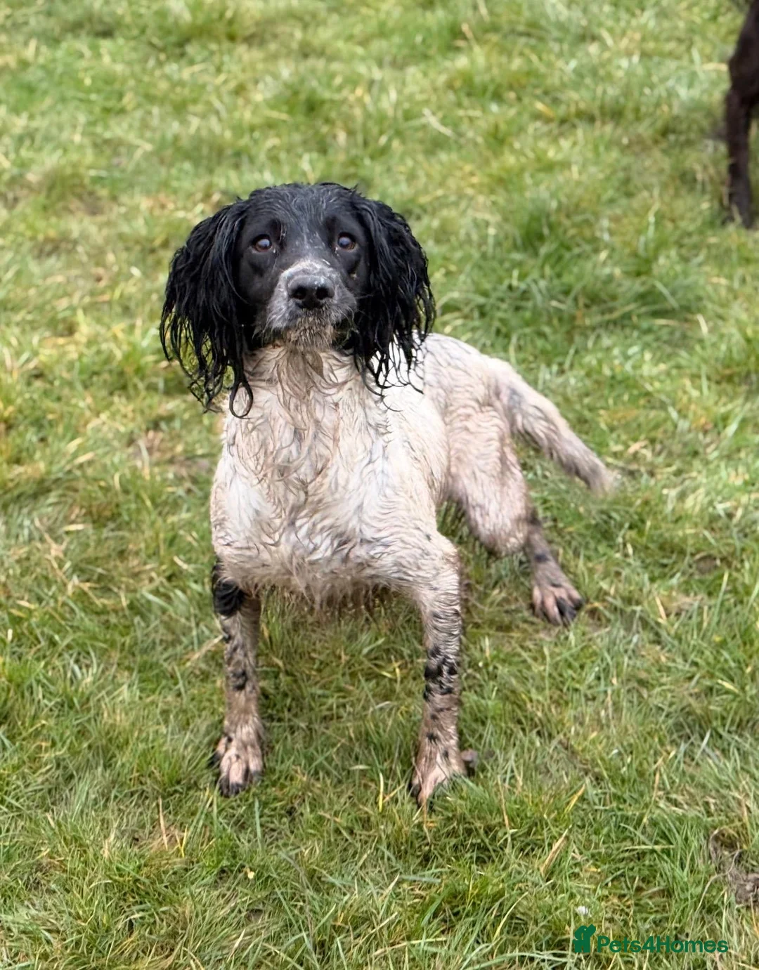 English Springer Spaniel dogs for sale: Beautiful Kc Registered Springer Pups..  - Advert 2