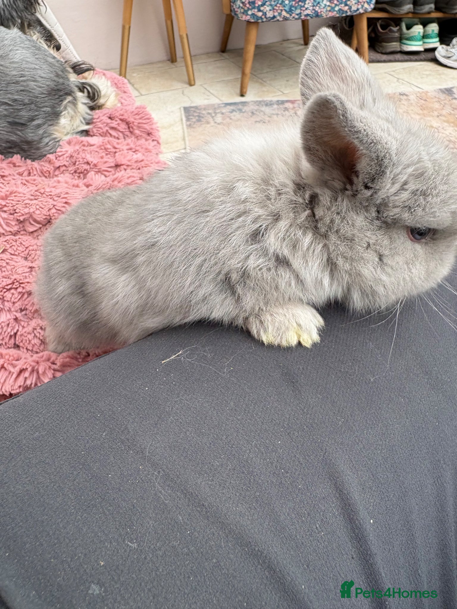 Mini Lop rabbits Raised indoors Mini lops/lion lops-vaccinated  - Advert 2