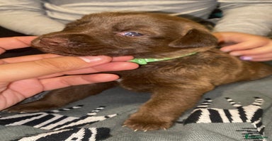 Mixed Breed dogs Beautiful Family-Raised Sheprador Puppies - Advert 14