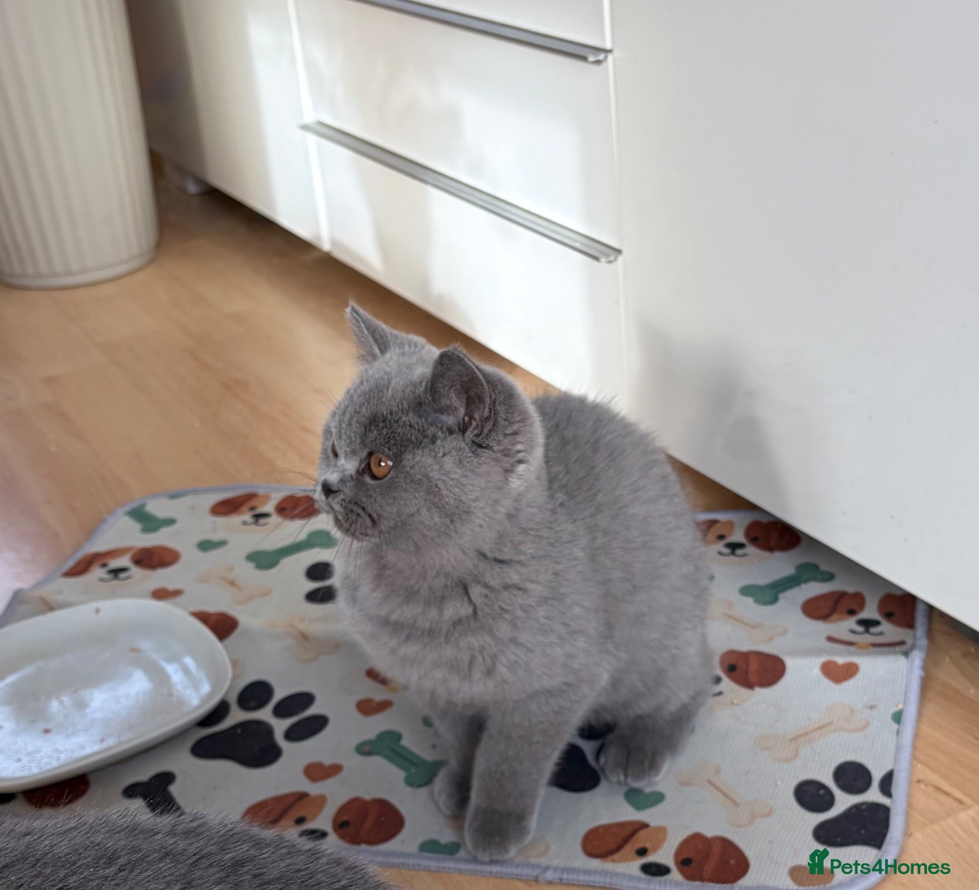 British Shorthair cats Chunky GCCF registered British Shorthair Blue boys - Advert 2