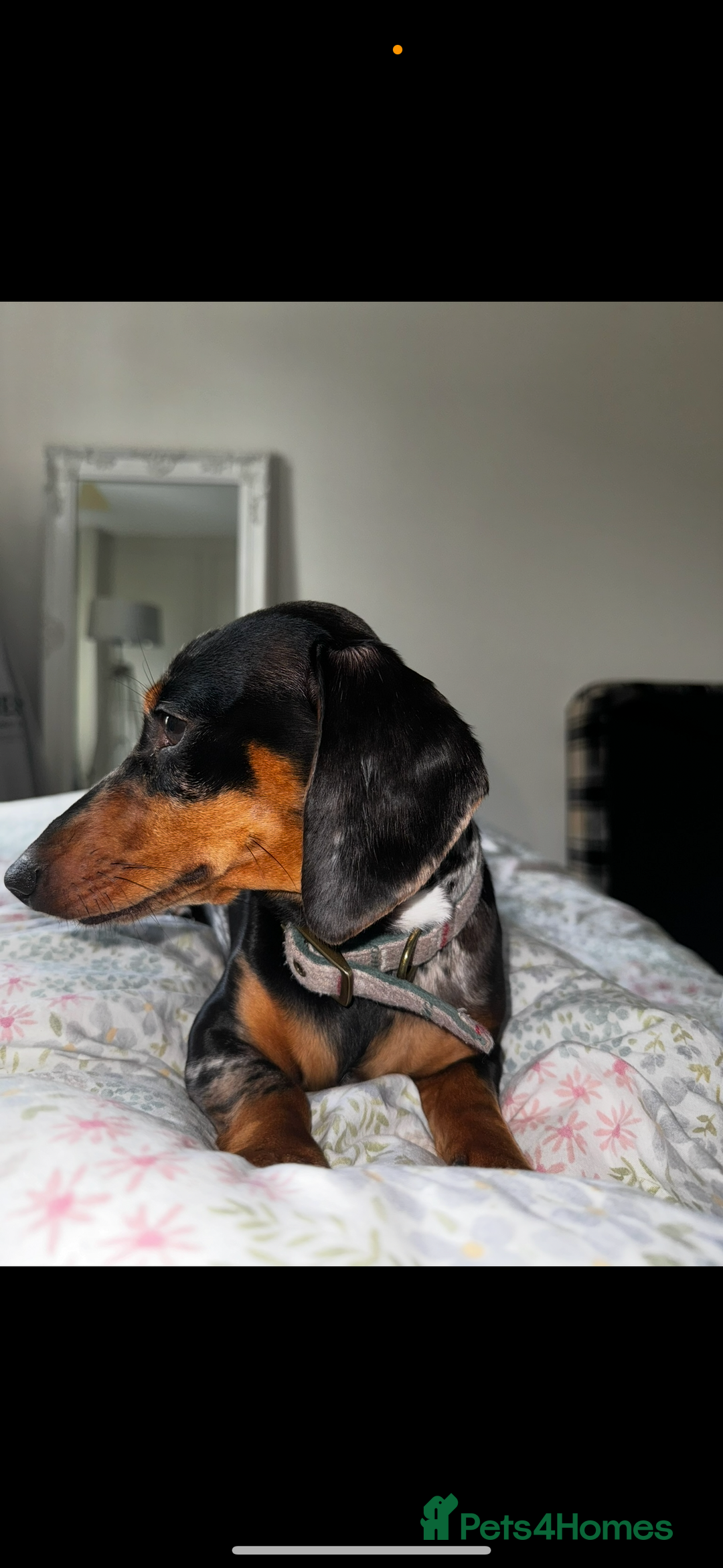 Miniature Dachshund dogs for sale: 2 year old girl  - Image 8