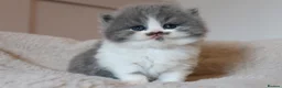 British Longhair cats for sale: PEDIGREE British Longhair kittens - Advert 4