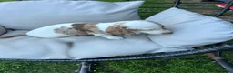 Dachshund dogs for sale: Lovely dachshunds!!! - Advert 4