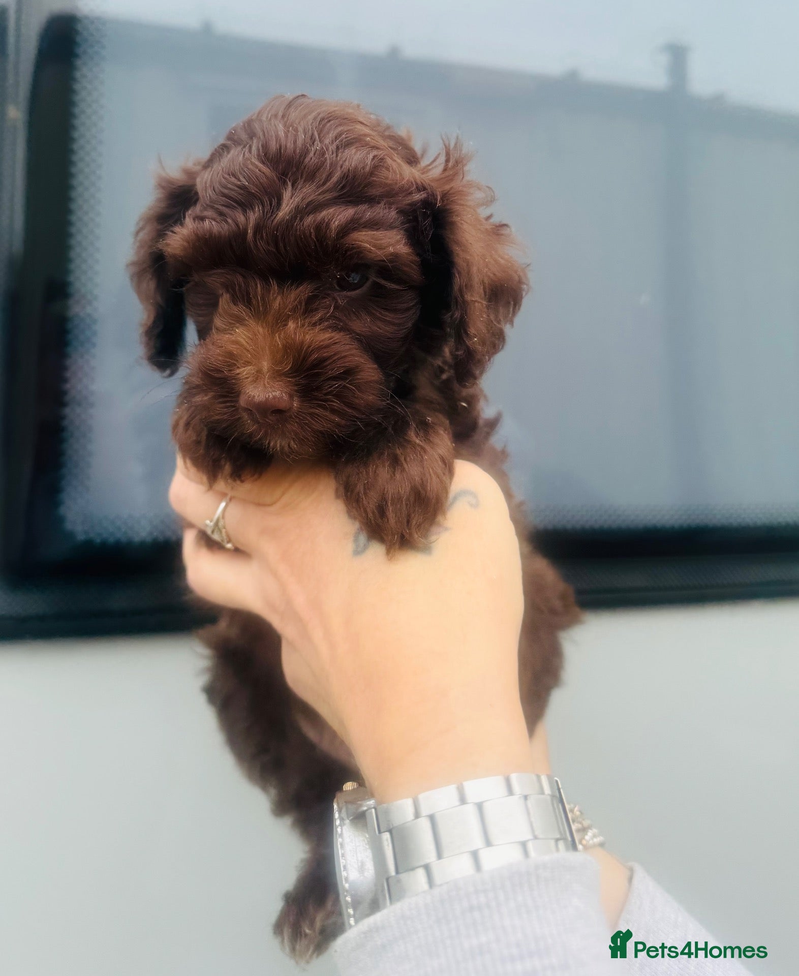 Mixed Breed dogs Powderpuff poos  - Advert 2