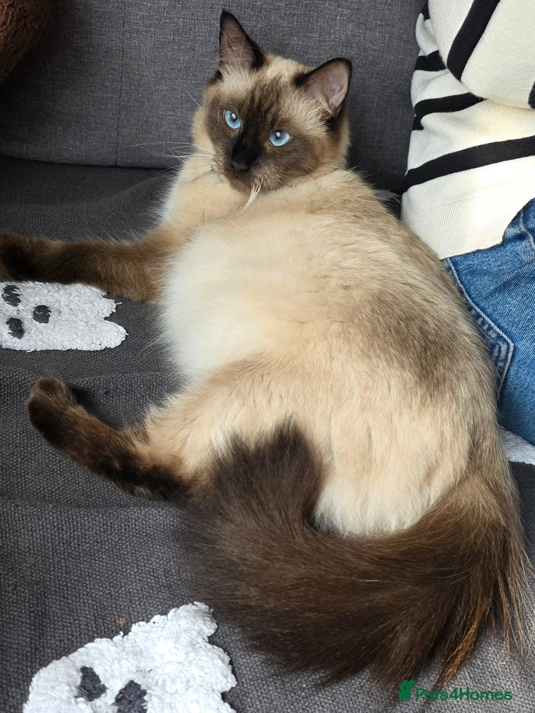 Ragdoll cats for sale: Last ragdoll girl looking for home in Forfar - Advert 6