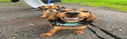 Mixed Breed dogs for sale: Bockalier puppy looking for forever home  - Advert 5