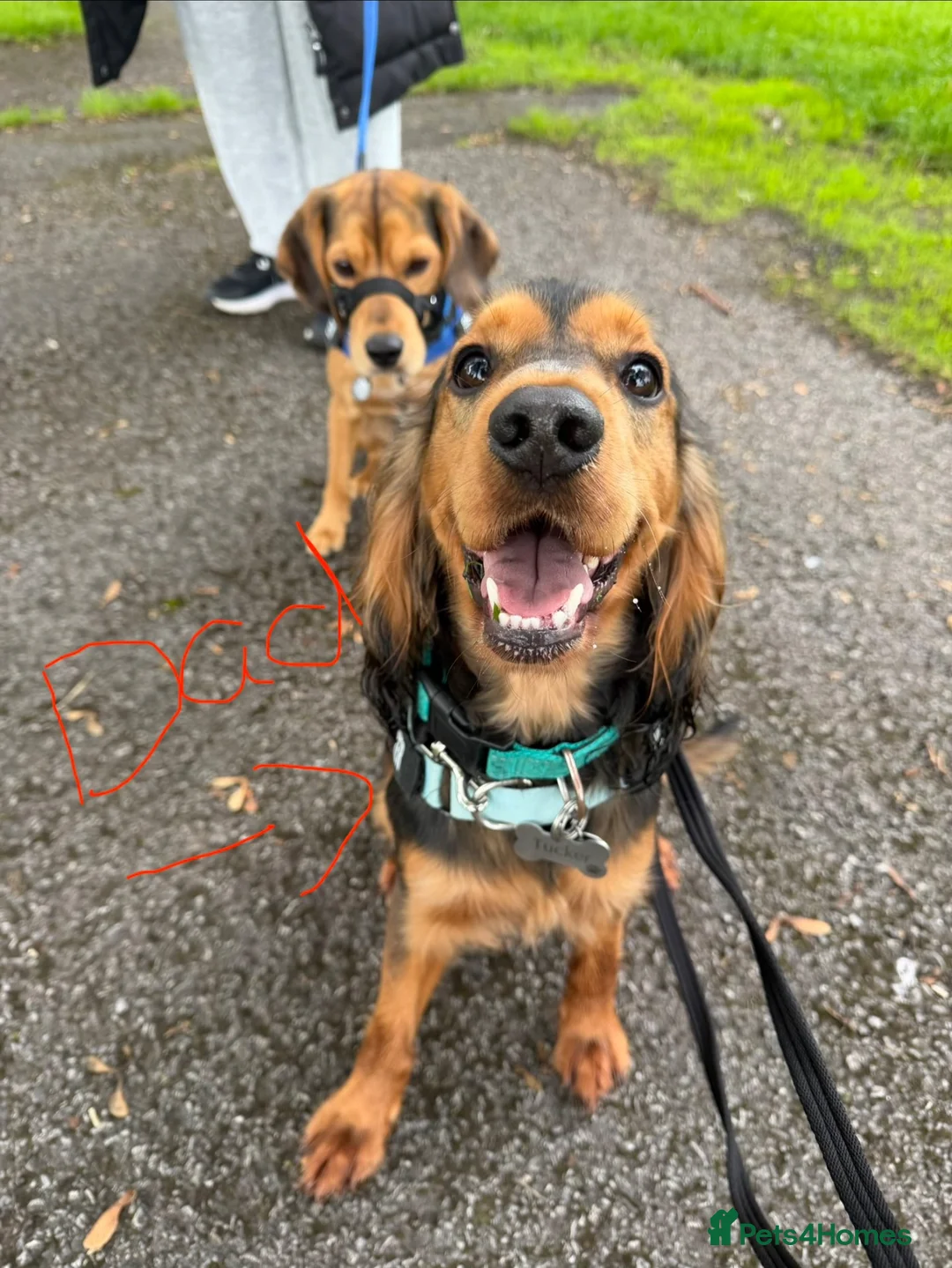 Mixed Breed dogs for sale: Bockalier puppy looking for forever home  - Advert 5