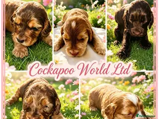 Cockapoo dogs DNA CLEAR,stunning cockapoos, ready 18th September - Advert 2