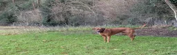 Rhodesian Ridgeback dogs for sale: Rhodesian Ridgebacks: Exceptional, 4th Generation - Advert 18