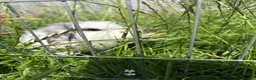 Mini Lop rabbits for sale: Mini lop buck  - Advert 5
