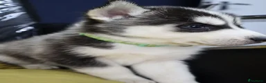 Siberian Husky 3