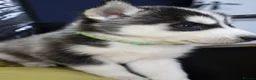 Siberian Husky dogs for sale: Purebred Huskies puppies READY TO GO TO NEW HOME  - Advert 18