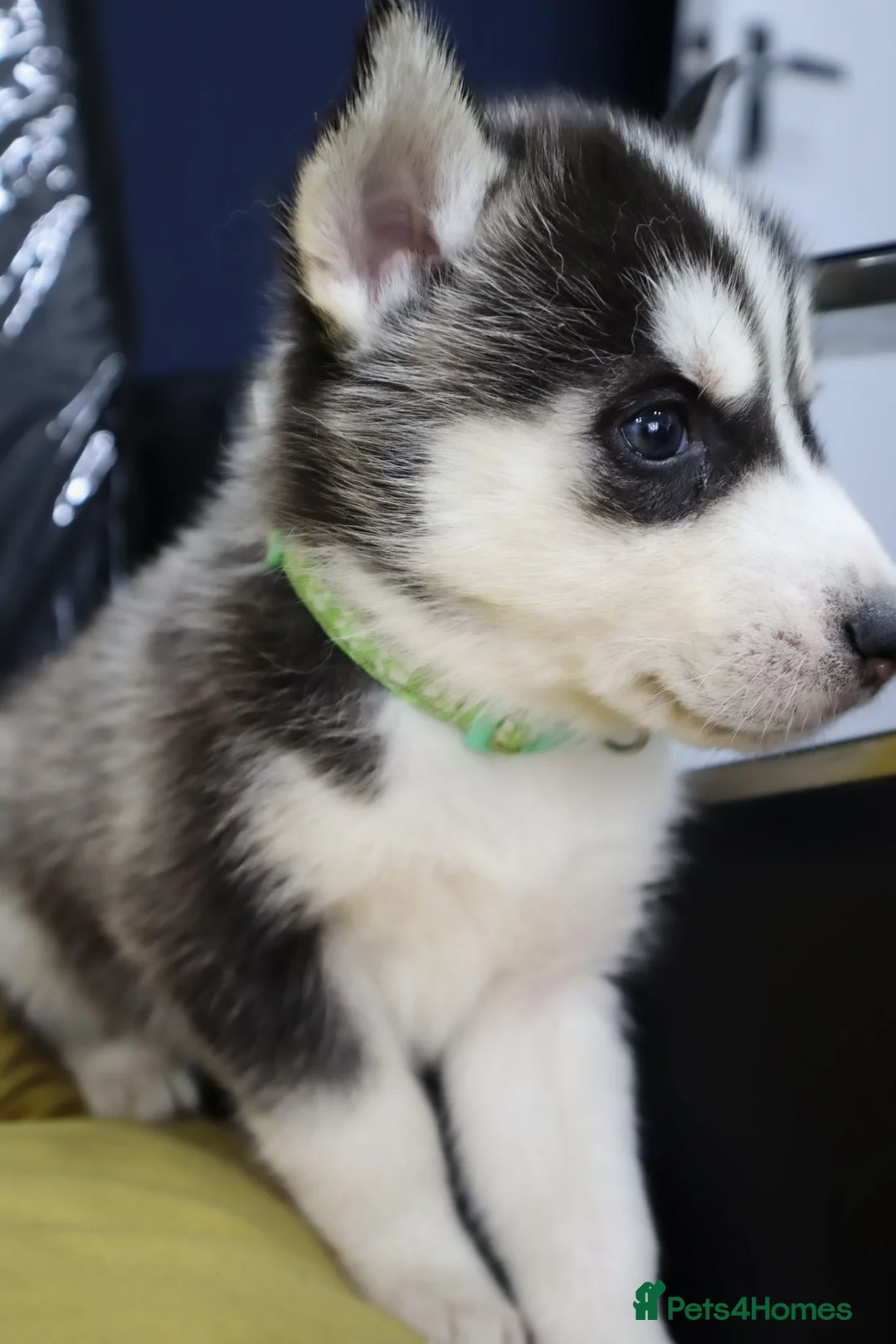 Siberian Husky dogs for sale: Purebred Huskies puppies READY TO GO TO NEW HOME  - Advert 18