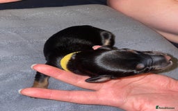 Mixed Breed dogs for sale: Mixed breed puppies READY TO GO! - Image 25