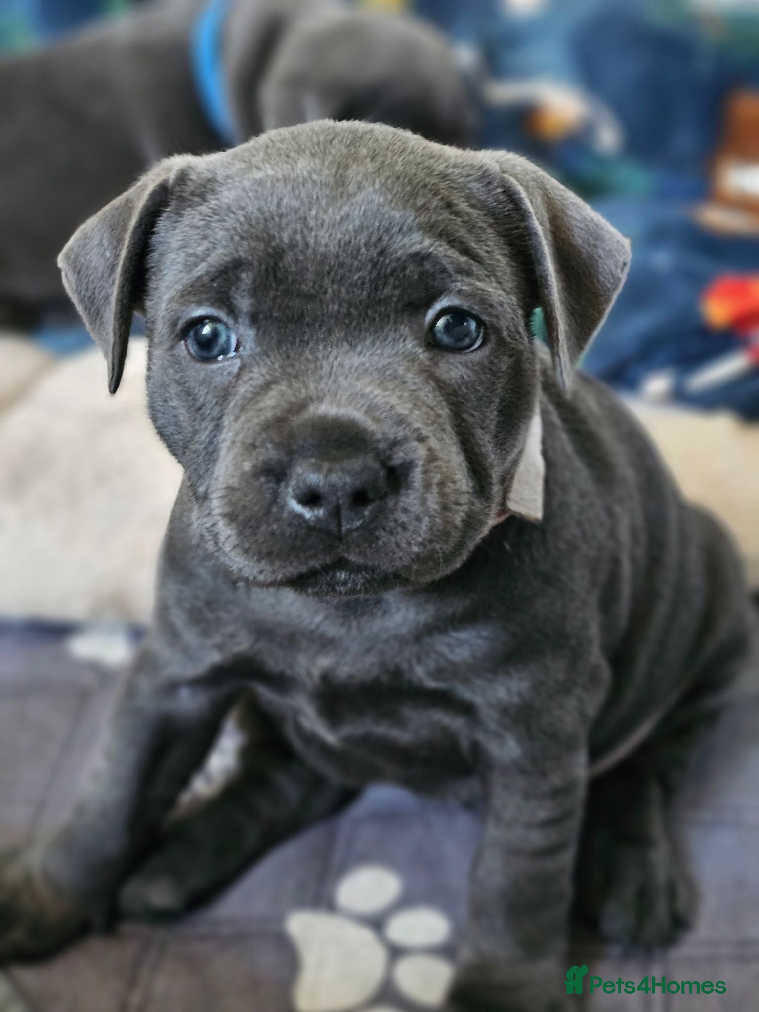 Staffordshire Bull Terrier dogs Beautiful Girl - KC - Blue Staffordire Bull Pup - Advert 1