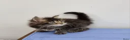 Maine Coon cats for sale: GCCF registered pedigree Maine Coon Kittens  - Advert 35