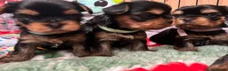 Yorkshire Terrier dogs for stud: KC REG UK Champion 🏆Yorkshire terrier for STUD - Advert 24
