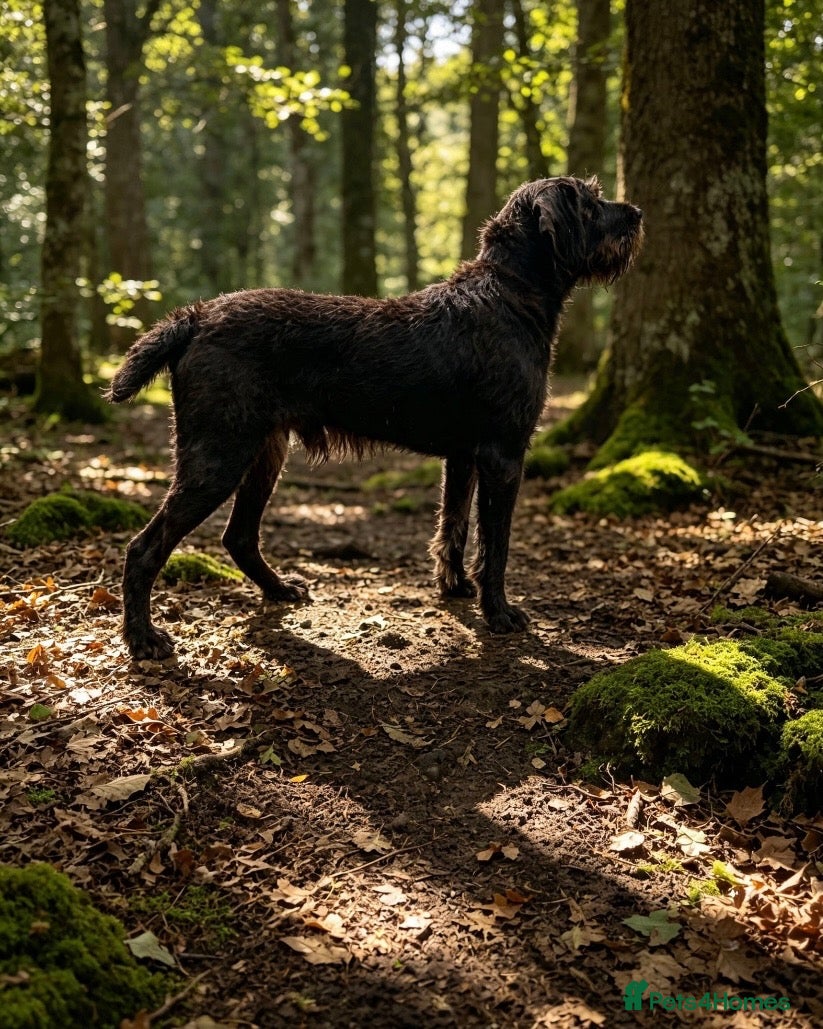 German Wirehaired Pointer dogs SOLID LIVER GERMAN WIREHAIRED POINTER AT STUD - Advert 10
