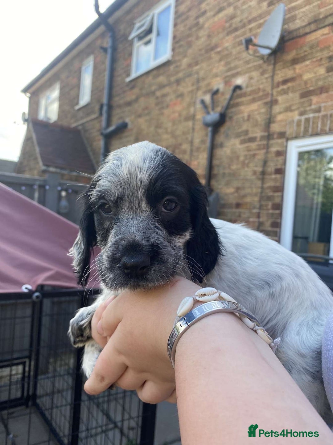 Sprocker dogs for sale: Sprocker pups ready 19th August  - Image 7