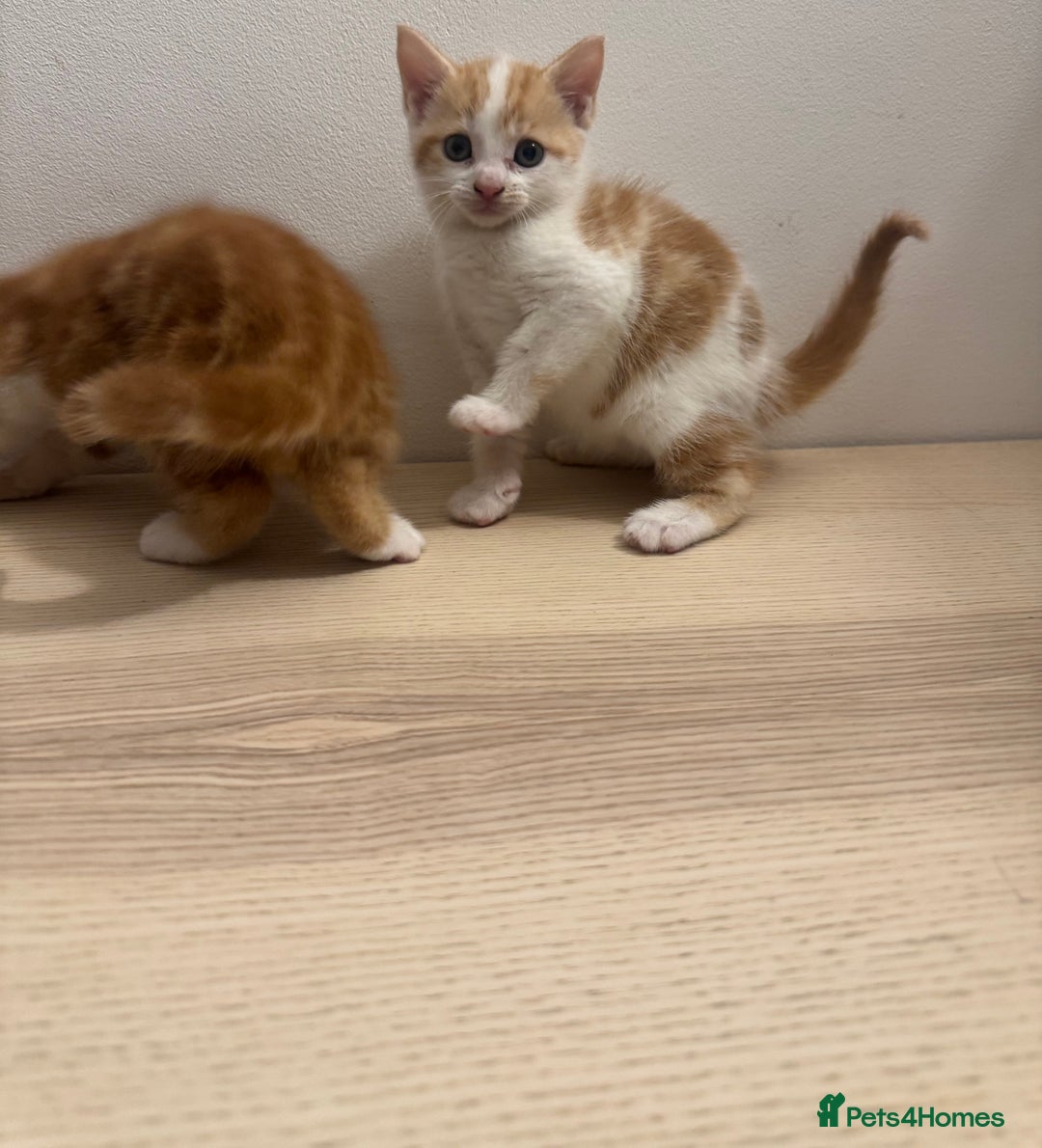 Mixed Breed cats for sale: One ginger male available  - Image 1