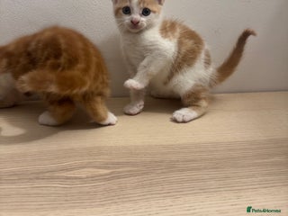 Mixed Breed cats - Advert 32