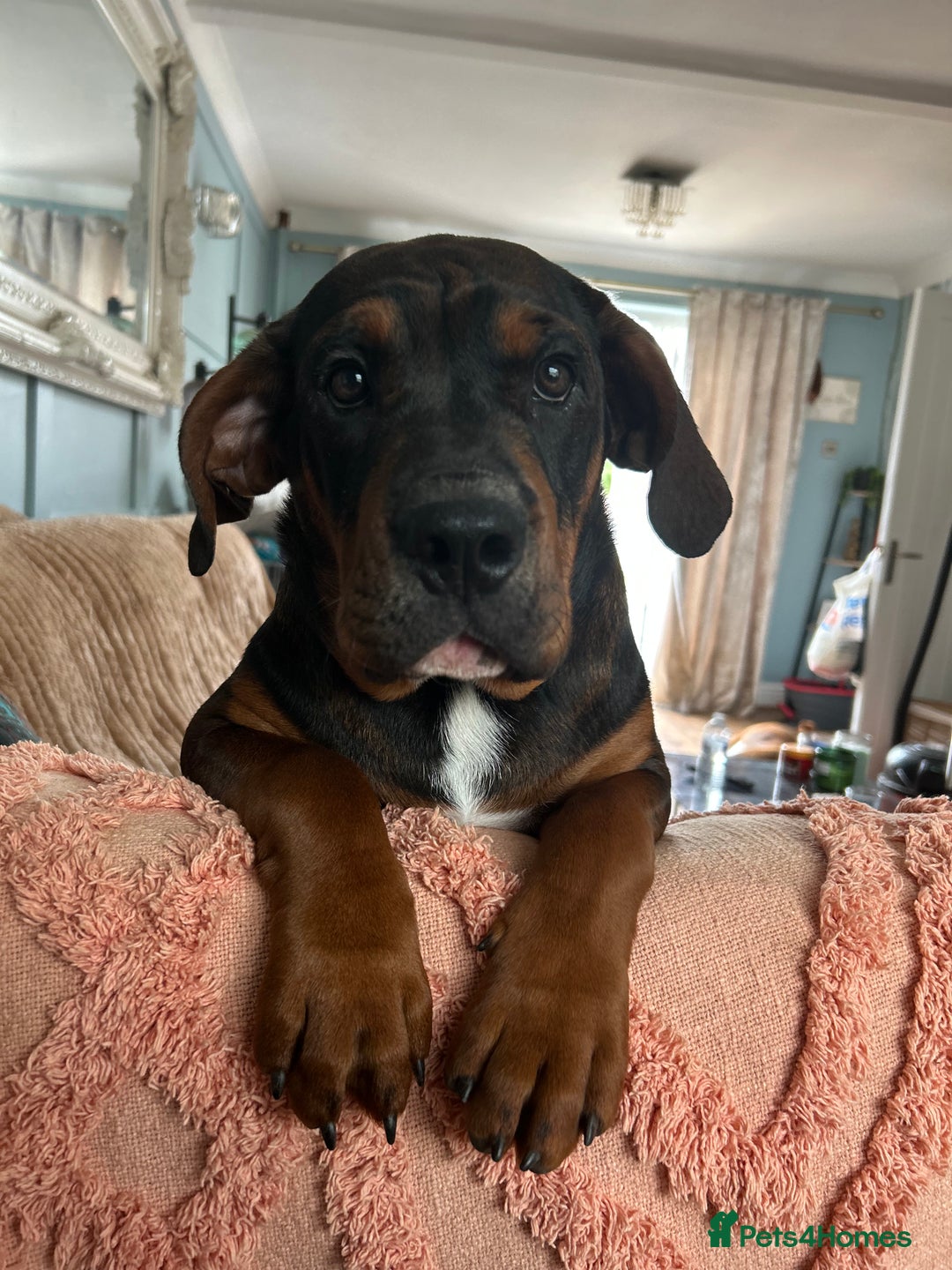 Mixed Breed dogs for sale: B A X T E R - 8month old beauty - Advert 9