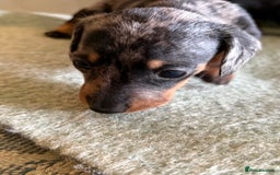 Miniature Dachshund dogs for sale: Beautiful Home Reared KC Reg Mini Daschunds - Image 2