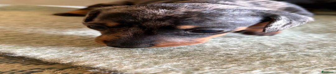 Miniature Dachshund Puppy 3