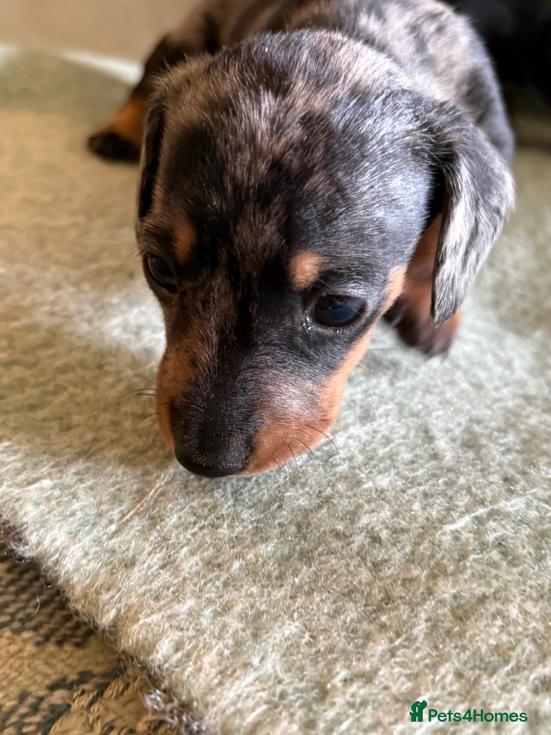 Miniature Dachshund dogs for sale: Beautiful Home Reared KC Reg Mini Daschunds - Image 2