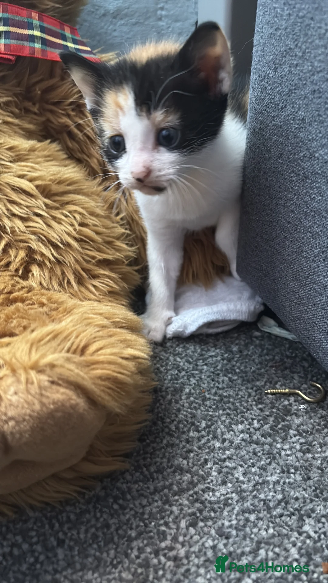 Mixed Breed cats for sale: Mixed bread tabby’s and black kittens  - Advert 30