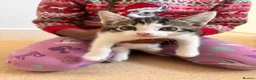 Mixed Breed cats for sale: Kittens for sale  - Advert 4