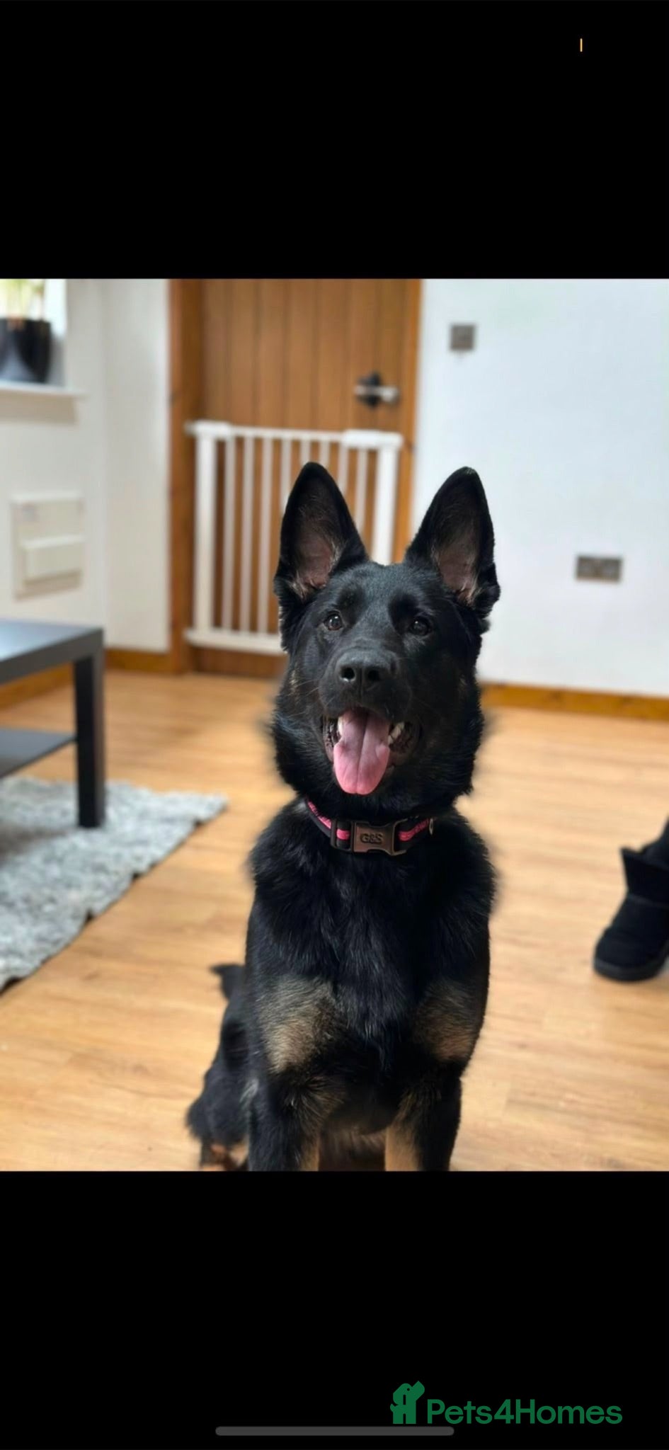 German Shepherd dogs Willow-3 year old German shepherd - Advert 2