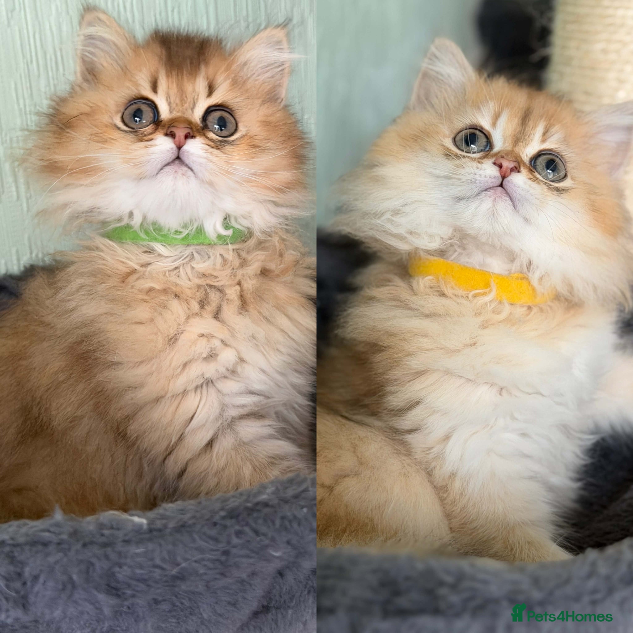 British Longhair cats CHUNKY, BEAUTIFUL BLH GOLDEN KITTENS  - Advert 13