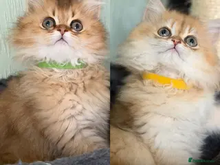 British Longhair cats CHUNKY, BEAUTIFUL BLH GOLDEN KITTENS - Advert 13