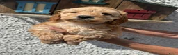 Cockapoo dogs for sale: Stunning F1 Cockapoos  - Advert 8