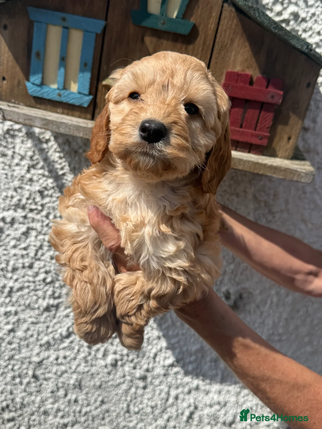 Cockapoo dogs for sale: Stunning F1 Cockapoos  - Advert 8