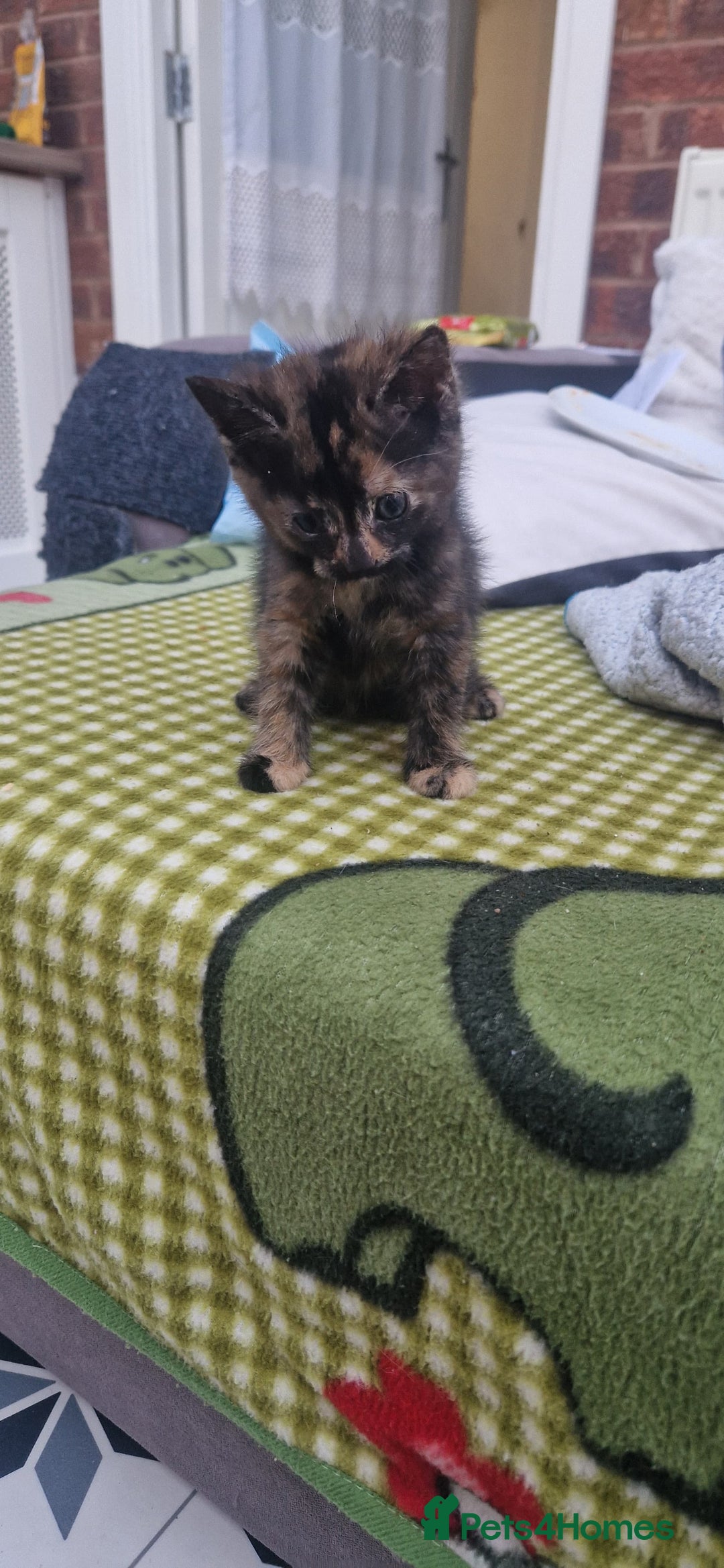 Mixed Breed cats for sale: 5 little kittens(2 calico girls +3 ginger males)  - Advert 13