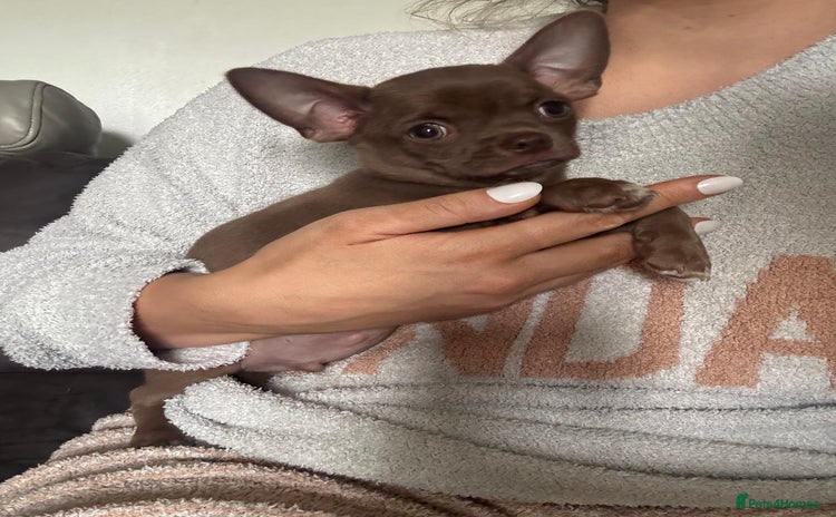 Chihuahua dogs - Advert 6