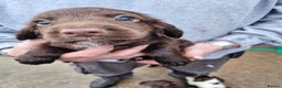 Sprocker dogs for sale: 9 lovely sprocker spaniel puppies for sale - Advert 15