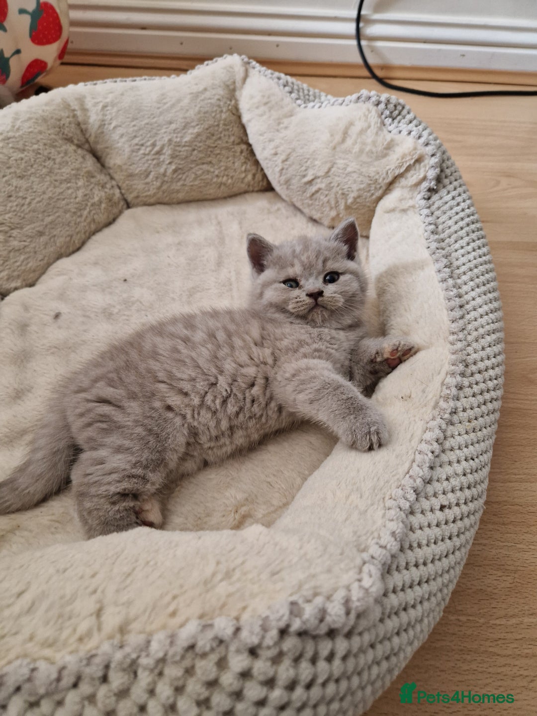 British Shorthair cats for sale: British Shorthair Kittens  - Image 7