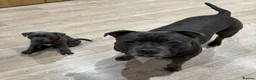 Staffordshire Bull Terrier dogs for sale: Blue Male Staffordshire Bull Terrier in Manchester - Advert 2