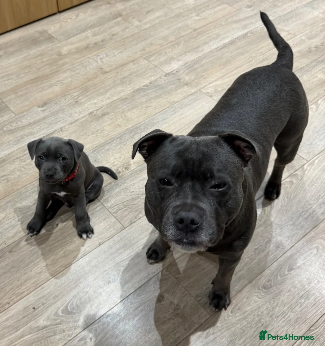 Staffordshire Bull Terrier dogs for sale: Blue Male Staffordshire Bull Terrier in Manchester - Advert 2