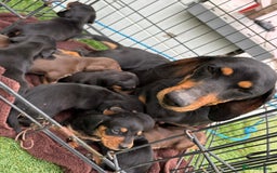 Dachshund dogs for sale: Dachshund puppies  - Image 4