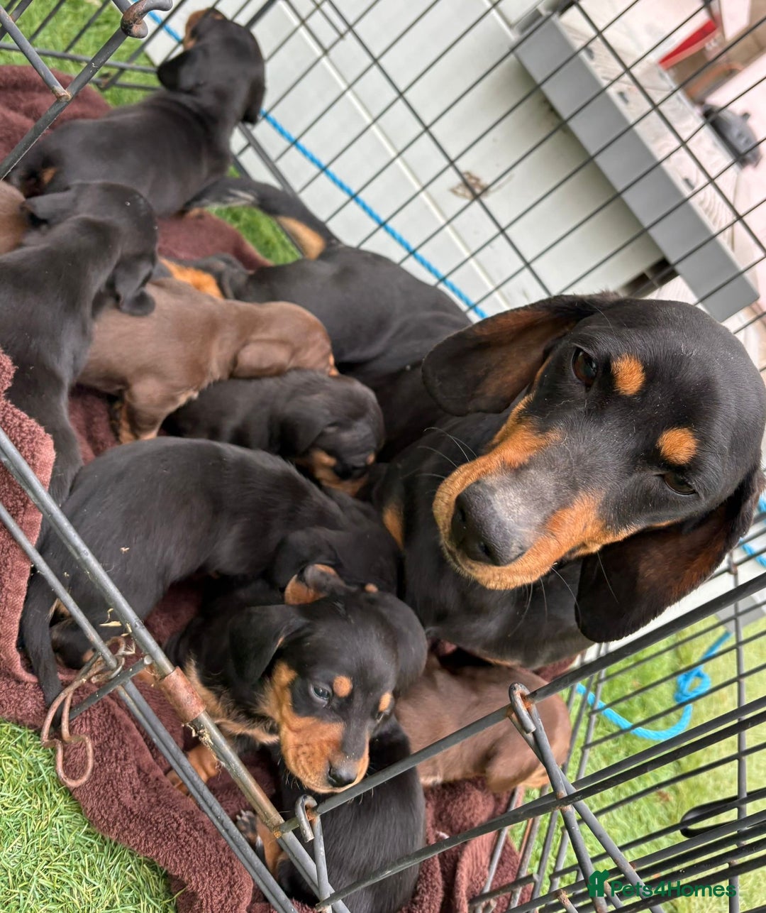 Dachshund dogs for sale: Dachshund puppies  - Image 4